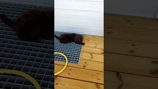 cobberdog shortsvideo puppyvideos funnyvideo 😃👍😃👍😃👍😃👍 [upl. by Ipoillak733]