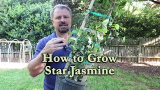 How to grow Star Jasmine Confederate Jasmine with a detailed description [upl. by Yznyl]