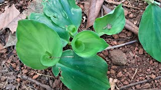 Aromatic Ginger plant kacholam [upl. by Chatwin24]