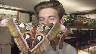 Giant moths from Philippines [upl. by Sommer]