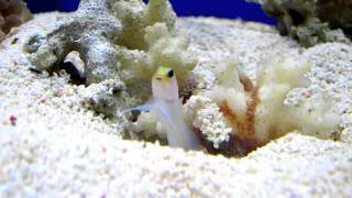 Yellow Headed Jawfish [upl. by Nobel86]