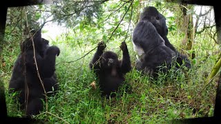 VirungaNationalPark 🦍 LES GORILLES EN PÉRIL ⚠️ [upl. by Nessi]