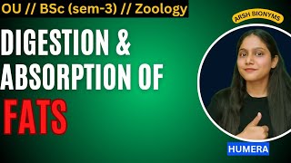 Digestion amp Absorption of Fats  Zoology sem 3  Osmania University Humera [upl. by Yeldah]