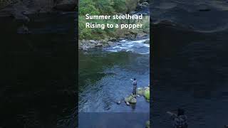 Spey casting dry flies to summer steelhead fishing flyfishing flycasting [upl. by Janyte]