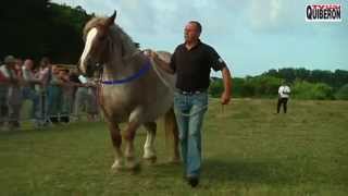 BELLEILEENMER  🐎 Concours du Cheval Breton 2014  BELLEILE Télévision TVBI [upl. by Theodore]