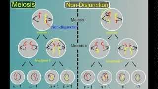 Genetics Part 4 Mutations [upl. by Notak]