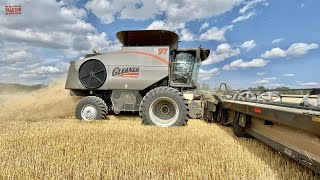 CENTENNIAL Gleaner S97 Combine Harvesting Wheat [upl. by Notxap109]