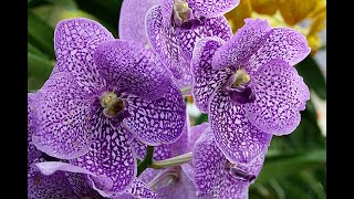 TOUT SAVOIR SUR LES ORCHIDÉES VANDA [upl. by Morissa]