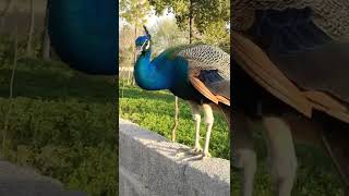 Beautiful Peacock Opening Feathers in Pakistan [upl. by Esinad]