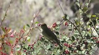 Eurasian blackcap Sylvia atricapilla [upl. by Nadnarb514]