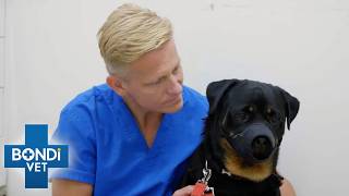 Anxious Rottweiler Has Extreme Anger Issues 😡  Bondi Vet [upl. by Shoshanna292]