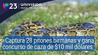 Caza a 28 pitones birmanas en Florida y se lleva 10 mil en premio de cacería [upl. by Hayouqes613]