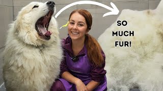 A legendary transformation on huge guardian dog 😮  Great Pyrenees [upl. by Kimitri]