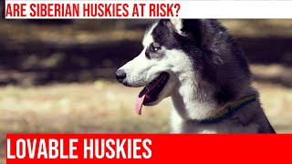 Siberian Husky Respiratory Issues During Pregnancy What You Need To Know [upl. by Aicnom766]