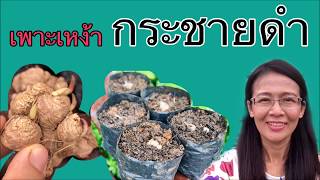 วิธีเพาะเหง้า quotกระชายดำquot  How to cultivate the rhizome quotKaempferia parvifloraquot [upl. by Eniron891]