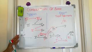 coagulation of blood [upl. by Norby]