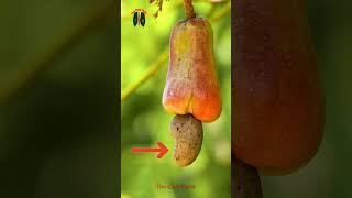 Unbelievable Secrets Revealed The Fascinating Journey of Cashews from Tree to Table cashew [upl. by Aviv354]