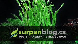 Vallisneria asiatica var biwaensis Corksrew  zákruticha asijská  Akvarijní rostliny  SURPANcz [upl. by Crow]