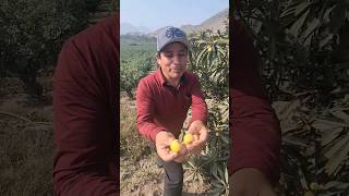 Los más grandes Nísperos salieron en esta cosecha😲✅️ 😋🌞🌳🇵🇪🧑‍🌾 food fruit camping trending god [upl. by Nimoynib]