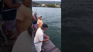 Akule fishing kona [upl. by Verena]