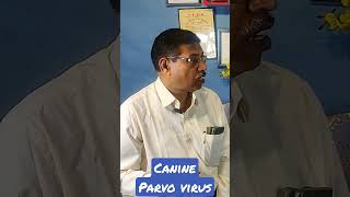 canine parvo virus ajaykaushik sheetalchhaya health veterinary [upl. by Ahsenet175]