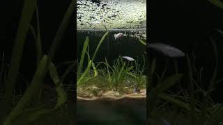 Fish tank in basement fish water aquarium plants coldwater [upl. by Ahsahtan326]