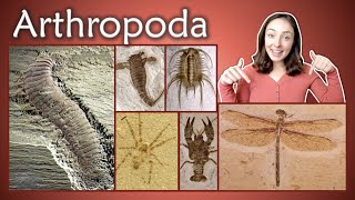 Arthropoda Pt 1 Chelicerata Crustacea Insecta Myriapoda Invertebrate Paleontology  GEO GIRL [upl. by Stew]