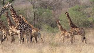 isibindi zulu lodge south africa 🇿🇦 [upl. by Adon]