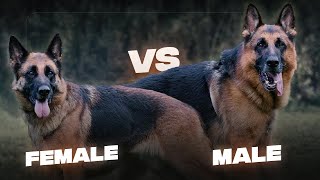 German Shepherd mating right time  Dog mating  German Shepherd Breeding [upl. by Eelyma412]