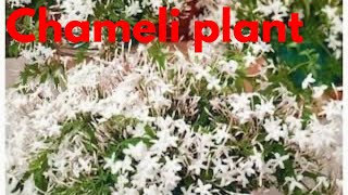 CHAMELI PLANT  Jasminum grandiflorum  SPANISH JASMINE  ROYAL JASMINE [upl. by Geordie]