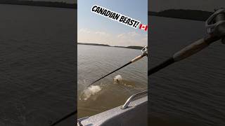 FISHING FOR A CANADIAN BEAST shorts fish fishing musky bigfish canada ontario [upl. by Emmey]