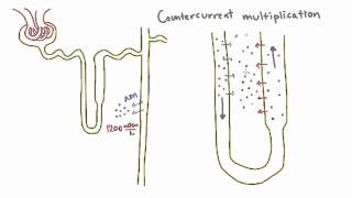 Countercurrent Multiplication in the Loop of Henle [upl. by Laurance]