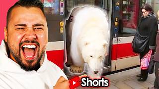 EISBÄR in der SBAHN 😂Youtube Shorts [upl. by Nylle]