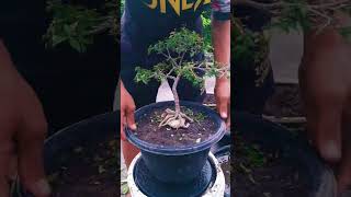 Pruning bonsai sakura Jepang micro bonsai bonsaitrees bonsaitree bonsaimini bonsaiindonesia [upl. by Luckin]