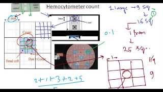 Hemocytometer principle [upl. by Suvart664]