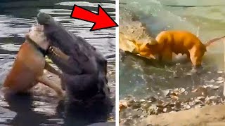 Dogs Encounter Crocodiles While Swimming in the Lake [upl. by Demahum]