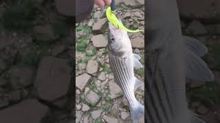 Striped bass fishing with a fluke [upl. by Rego855]