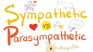 Sympathetic vs Parasympathetic  Autonomic Nervous System ANS  Physiology [upl. by Arbrab]