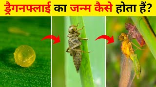 ड्रैगनफ्लाई का जीवन चक्र Dragonfly Life Cycle Video  Life Cycle Of A Dragonfly  Dragonfly Ka Janm [upl. by Gabie482]