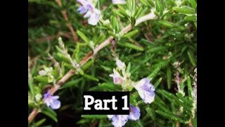 How to Prune Rosemary Part One by The Gardening Tutor  Mary Frost [upl. by Ecydnarb]