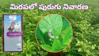 మిరపలో పురుగు నివారణ  coragen insecticide  mirapalo purugu nivarana [upl. by Omsare]