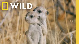 7 Minutes of The Cutest Baby Animals Youve Ever Seen  Nat Geo [upl. by Nadnal996]