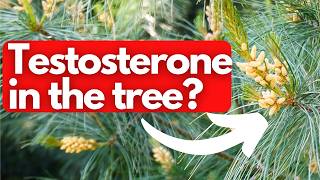 This Common Tree Contains Testosterone [upl. by Sac]