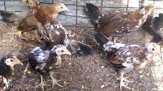 American Gamefowl Breeds Available for Pickup Fort white Florida [upl. by Eachelle]