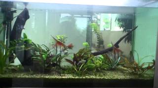 Pterophyllum scalare manacapuru red back fighting [upl. by Celie]