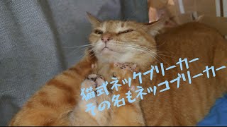 【猫動画】【野良猫を引き取る為に利子付き合計78万借金したおっさん小話】reマイナス78万から始める猫活借金返済生活 【第169話】猫式必殺技ネッコブリーカー炸裂（ネックブリーカー）【借金残40万 [upl. by Anahsek]