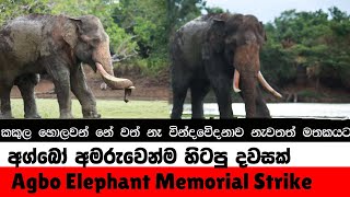 Agbo Elephant Memorial Strike Elephant soul [upl. by Toshiko233]