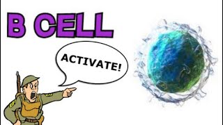 B CELLS  B CELL ACTIVATION AND ANTIBODY RELEASE HOW DO B CELLS WORK [upl. by Grefe]