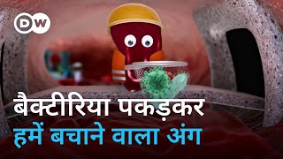 हमें बीमारियों से बचाने वाले स्प्लीन को आप कितना जानते हैं What does the spleen do [upl. by Aneral623]