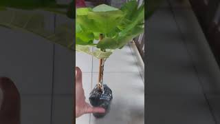 The Growth Journey of Fig Trees The Joy of Planting  Episode 108 [upl. by Wally]